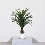 شجر يوكا 70 سم وودي