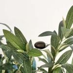 شجرة زيتون 1.20 سم وودي