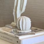 تحفة الصبار الابيض وودي