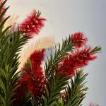 كاليستيمون شجرة ديكور 1.50 سم وودي