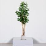 شجر بامبو 230 سم وودي