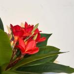 بلوميريا شجرة ديكور 150 سم وودي