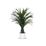 شجر يوكا 70 سم وودي