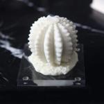 تحفة الصبار الابيض وودي